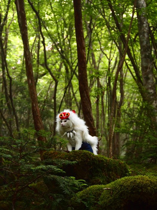 Thumbnail of www-x-com-yagyouneko-status-1425981428899012612-580e8063db534e8c