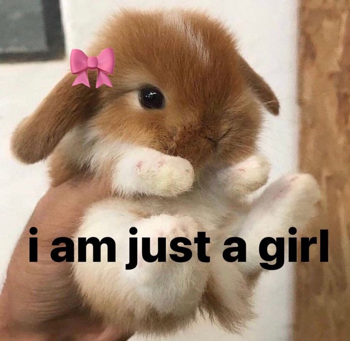 Thumbnail of www-x-com-piinkimi-status-1725606443116597262-5ae9b5558e2e4b36