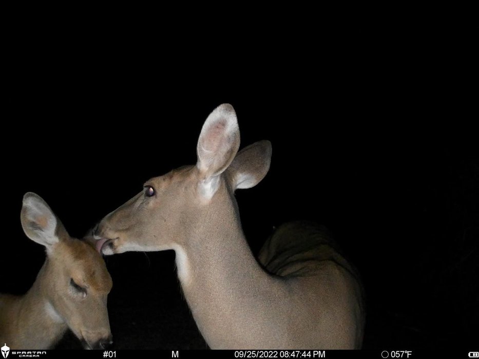 Thumbnail of www-x-com-trail-cams-status-1811141448869490703-6867bfd9aab54a3d
