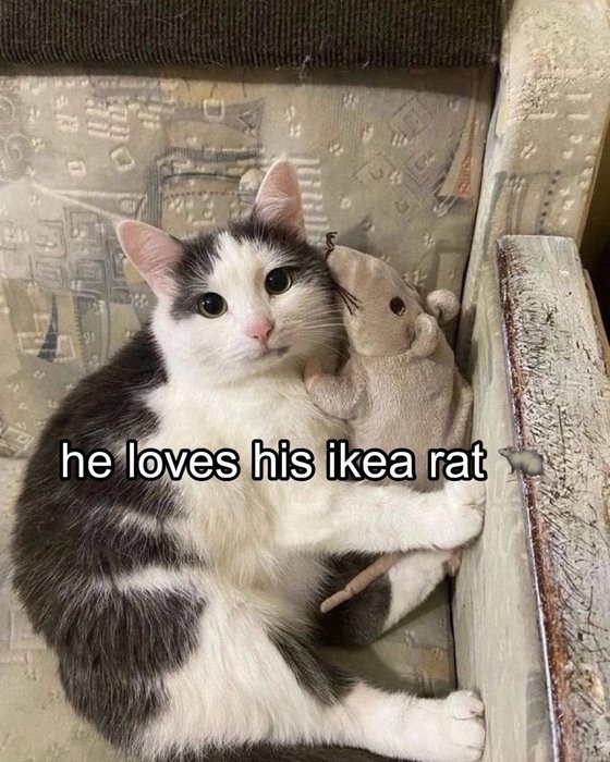 Thumbnail of www-x-com-punchingcat-status-1916183098917806445-6954974e301a41e5