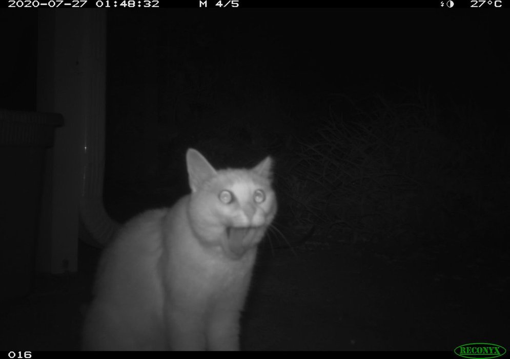 Thumbnail of www-x-com-trail-cams-status-1753507887127625844-70cd16052c4e4f86