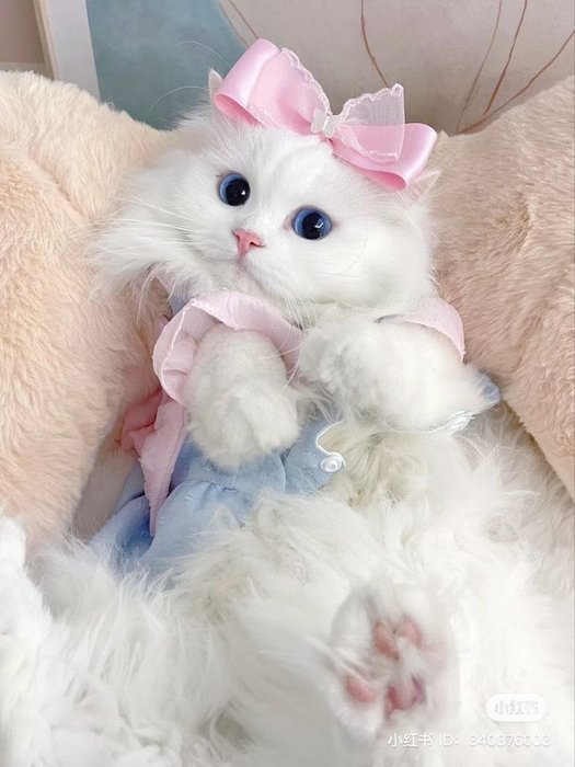 Thumbnail of www-x-com-piinkimi-status-1733218078035501455-7488e98565c24710