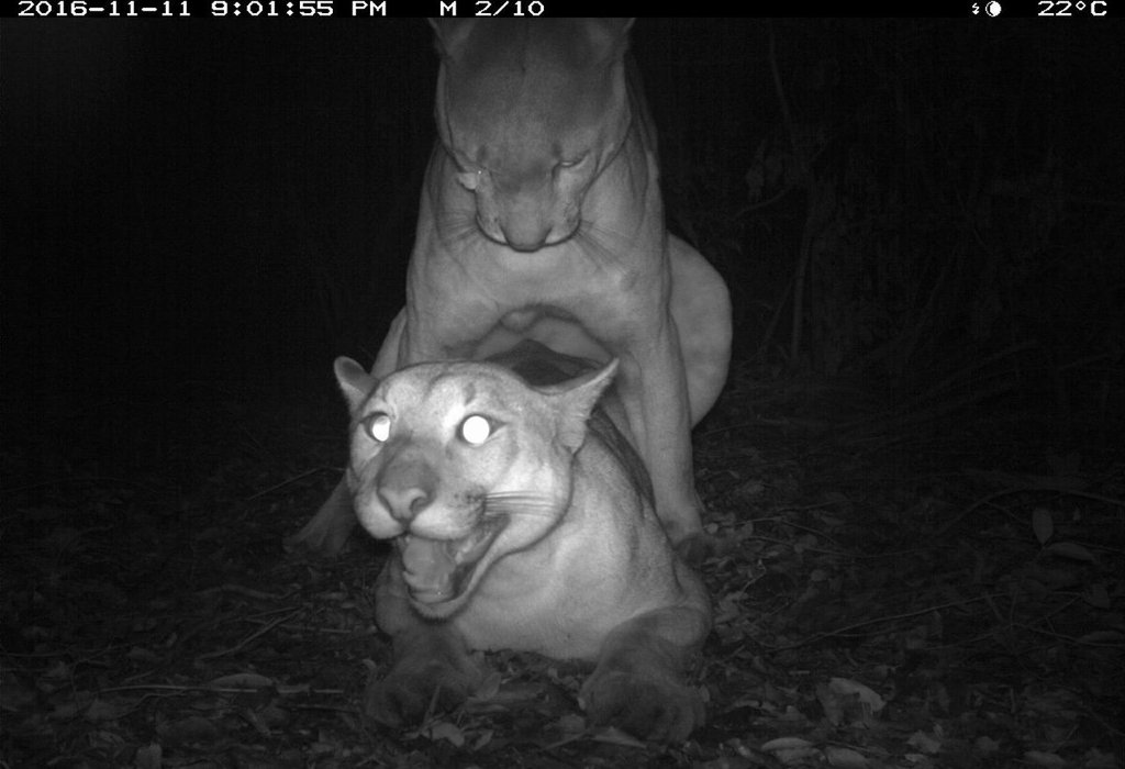 Thumbnail of www-x-com-trail-cams-status-1890404379490124217-7e056077563c4a15