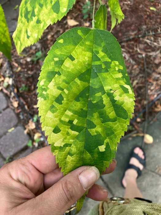 Thumbnail of www-x-com-rare-jpg-status-1951362395055727069-80984f44b2514316