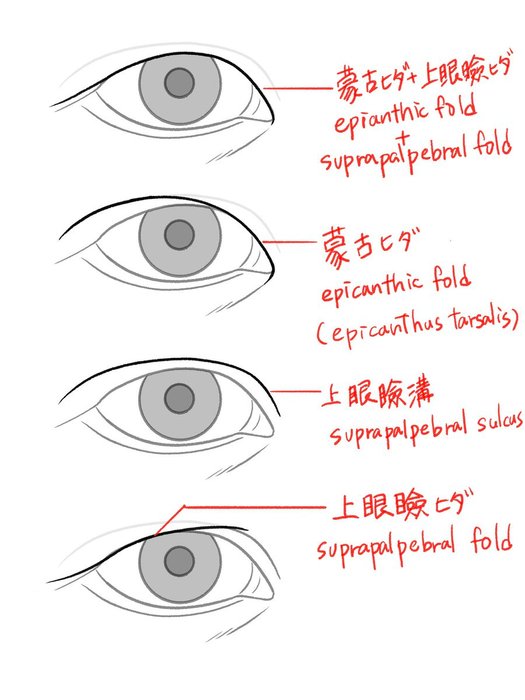 Thumbnail of www-x-com-kato-anatomy-status-1756153365933986281-8509137c9934412a