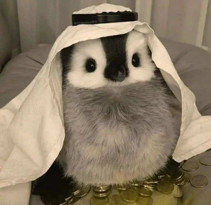 Thumbnail of www-x-com-shouldhaveanima-status-1666389591258185728-8e2e0e9fb5e442a6