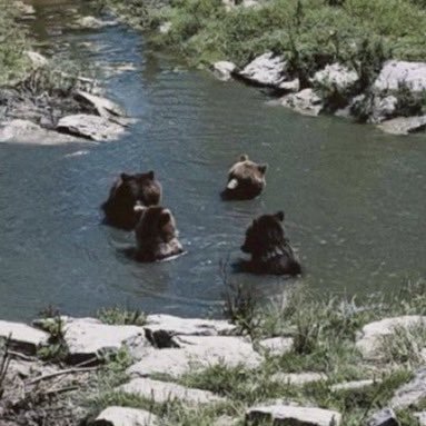 Thumbnail of www-x-com-not-dog-status-1668287026796326914-9069955b0ab54e26