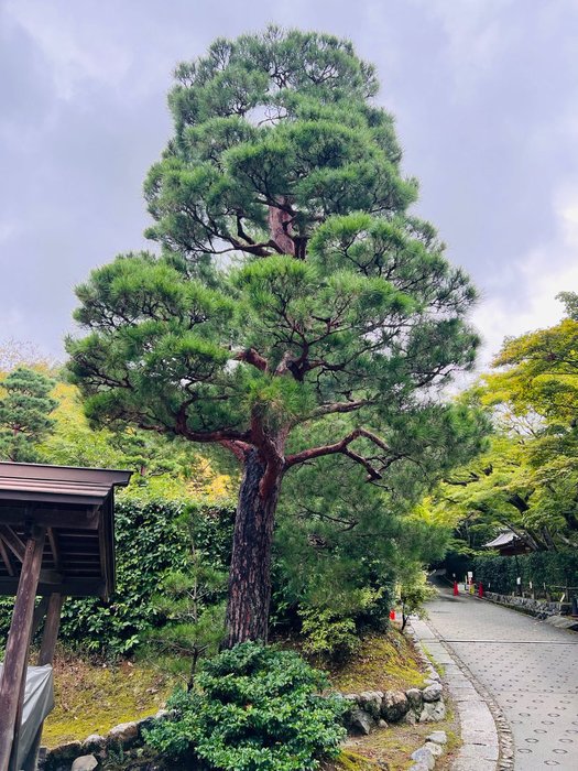 Thumbnail of www-x-com-dhimantn-status-1914598601596264756-91a5d27a72ad4463