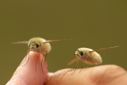 Thumbnail of www-x-com-radicalhoneybee-status-984360488715849728-953625c878874b0c