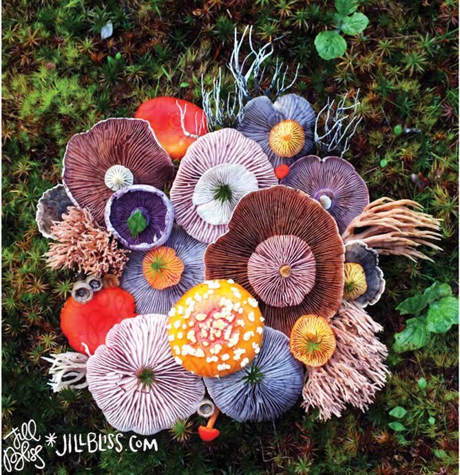 Thumbnail of www-x-com-fentyfairies-status-1337184409968111617-962bce73d5504212