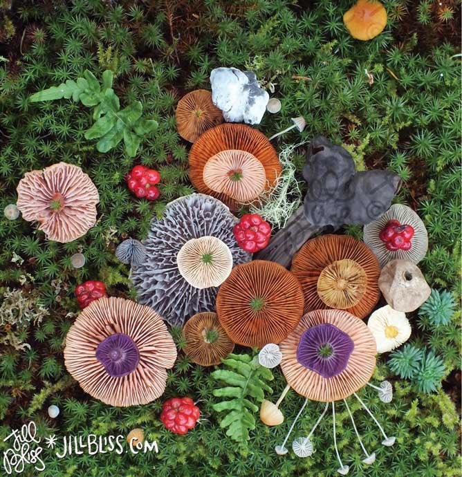 Thumbnail of www-x-com-fentyfairies-status-1337184409968111617-962bce73d5504212