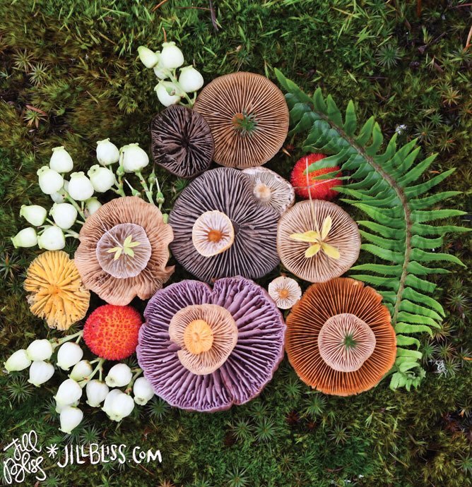 Thumbnail of www-x-com-fentyfairies-status-1337184409968111617-962bce73d5504212