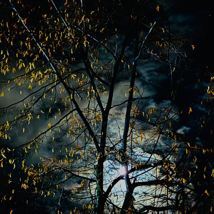 Thumbnail of www-x-com-laurent-daudet-status-1729208951173181721-994111b00745414b