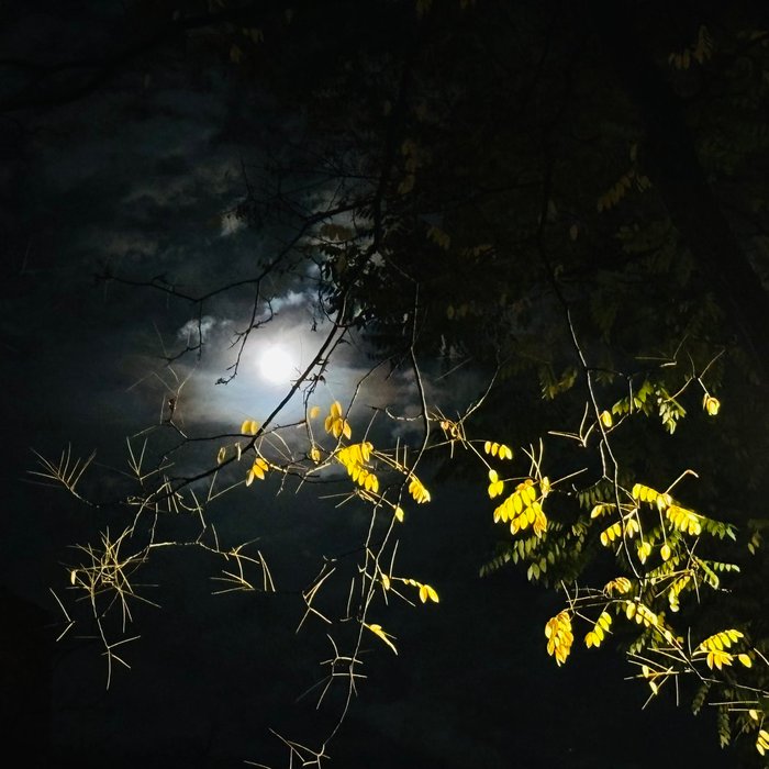 Thumbnail of www-x-com-laurent-daudet-status-1729208951173181721-994111b00745414b