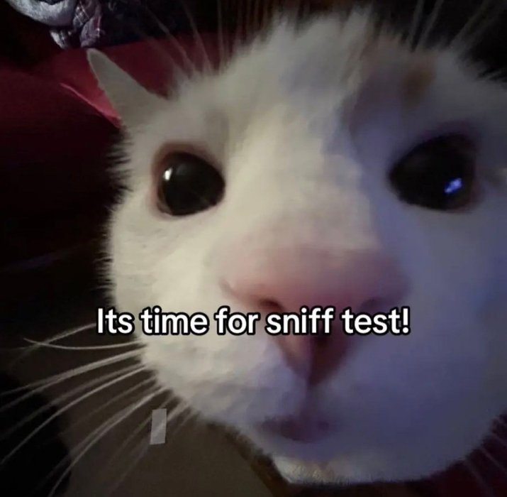 Thumbnail of www-x-com-postsofcats-status-1963249997245186241-9aa39b1c80eb4106
