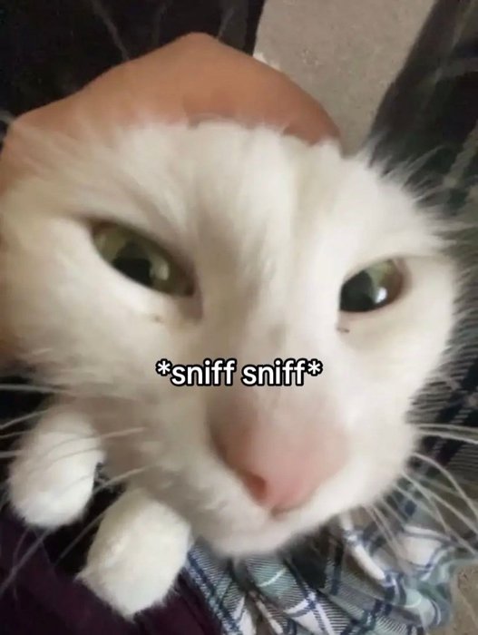Thumbnail of www-x-com-postsofcats-status-1963249997245186241-9aa39b1c80eb4106