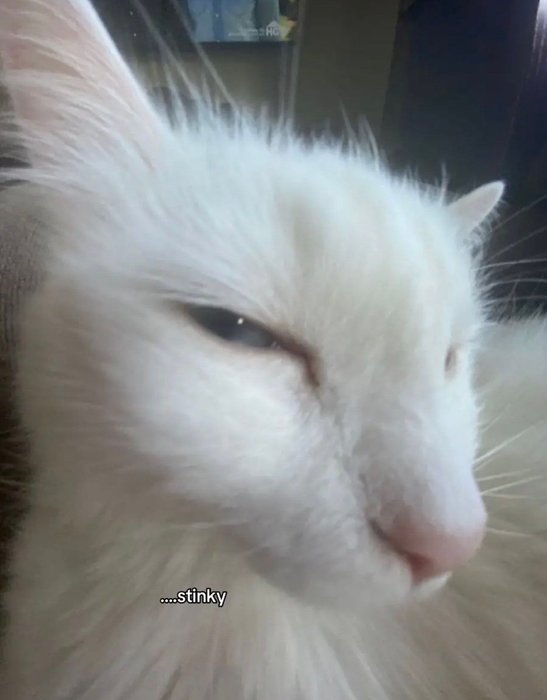 Thumbnail of www-x-com-postsofcats-status-1963249997245186241-9aa39b1c80eb4106