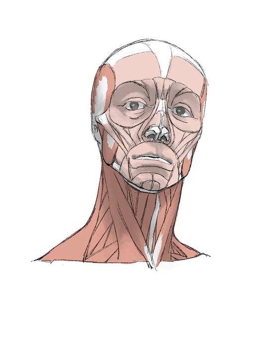 Thumbnail of www-x-com-kato-anatomy-status-1459011207067627525-9ba5badf819b4552