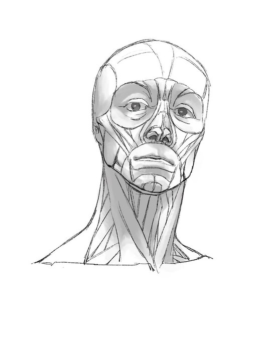 Thumbnail of www-x-com-kato-anatomy-status-1459011207067627525-9ba5badf819b4552