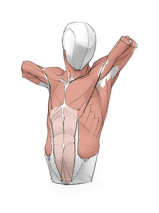 Thumbnail of www-x-com-kato-anatomy-status-1458741021844541443-9c71c2f4cd90470d
