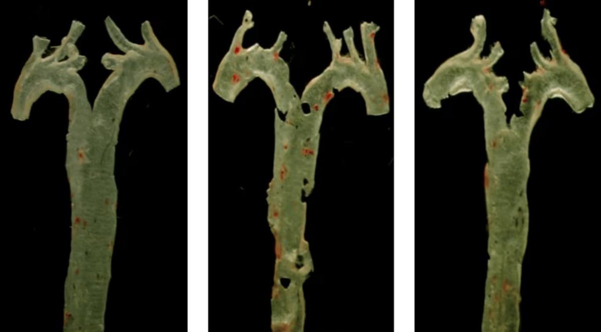 Thumbnail of www-x-com-vipintukur-status-1948757793126723589-9efdd0cc546a4648