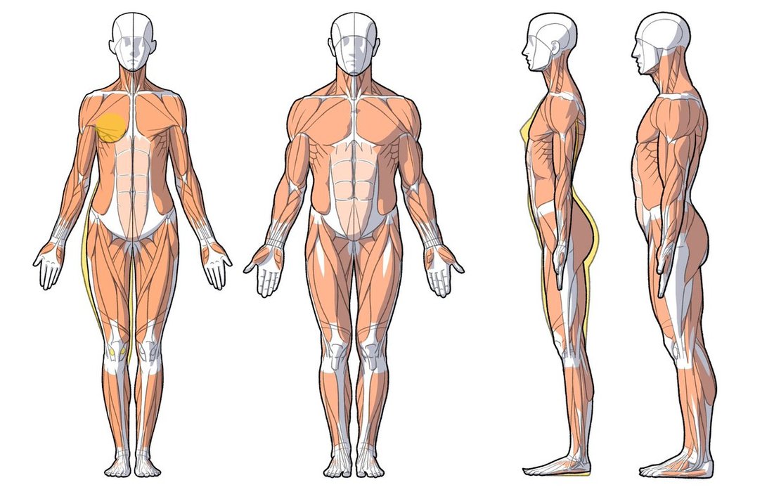 Thumbnail of www-x-com-kato-anatomy-status-1600816225944100865-a08a0afff1974c0a