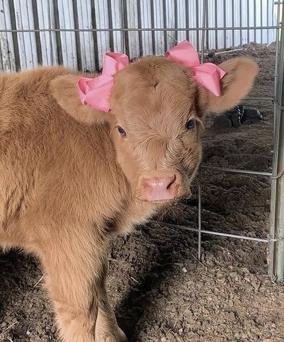 Thumbnail of www-x-com-lovesickdoe-status-1709241427106967785-a6738459954043f1