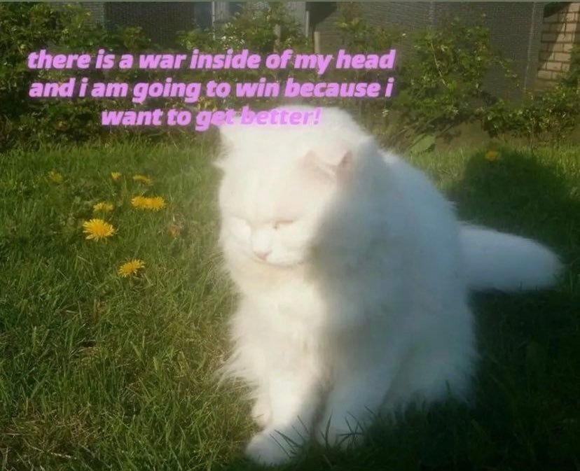 Thumbnail of www-x-com-northstardoll-status-1738595494530621595-ab27ca24db8b4be3