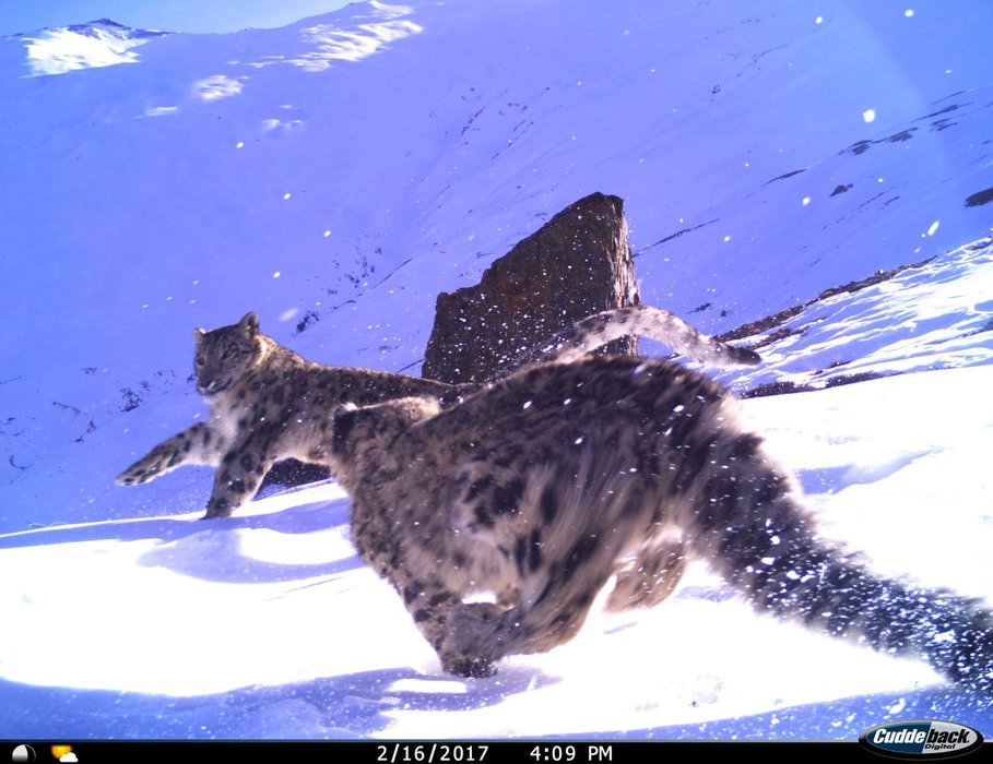 Thumbnail of www-x-com-trail-cams-status-1816805440099090524-ad64157ffdc54e2d