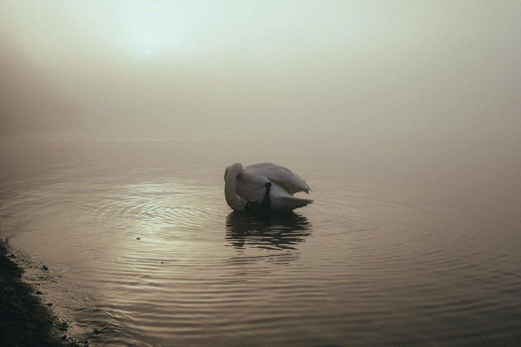 Thumbnail of www-x-com-riki-shinagawa-status-1958849734795567566-b1d5b96deb0a4ea1