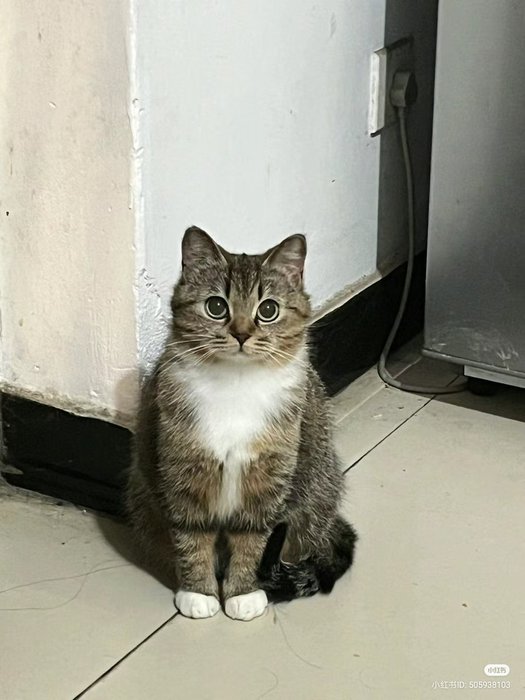 Thumbnail of www-x-com-postsofcats-status-1877056164883583441-b34c2d8f41614702