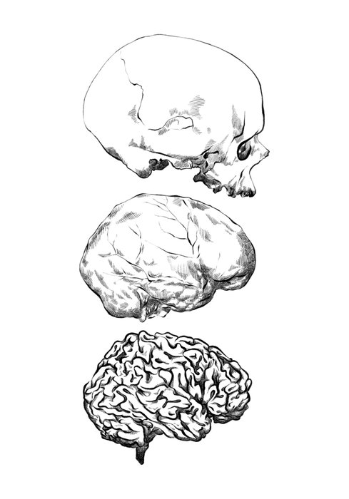 Thumbnail of www-x-com-brainpaleo-status-1791419773584089418-b594aaf6f9f14abd