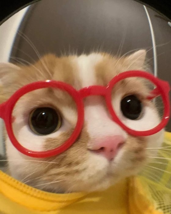 Thumbnail of www-x-com-thecatsx-status-1922460100880695415-bc390dadaabe449e