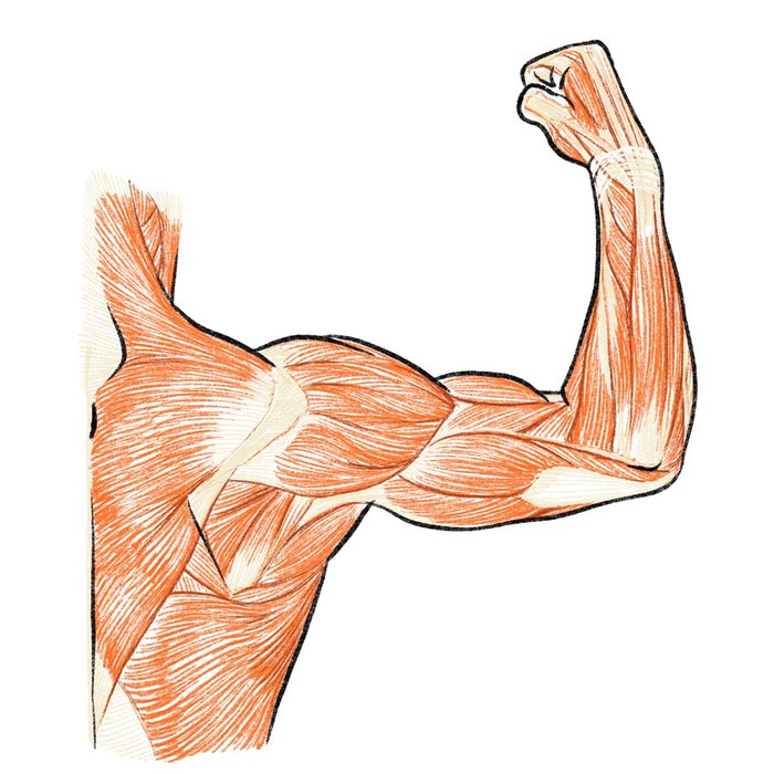 Thumbnail of www-x-com-kato-anatomy-status-1367810790745509888-c207ed16fc9e4b6f