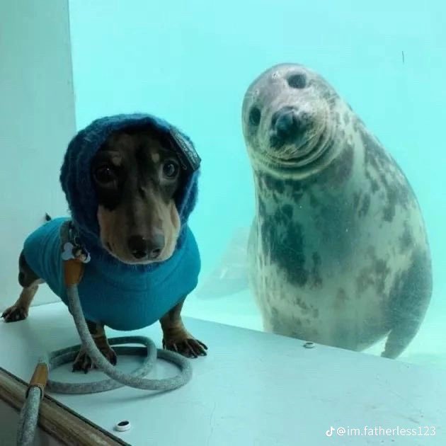 Thumbnail of www-x-com-perritos-qctd-status-1580043112205889536-c39d2b25a4b14b3b