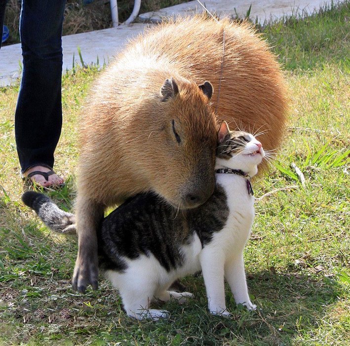 Thumbnail of www-x-com-capybara-man-status-1393956153344811009-cf453d1e3dfd48c8