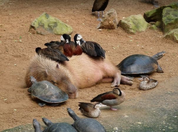 Thumbnail of www-x-com-capybara-man-status-1393956153344811009-cf453d1e3dfd48c8