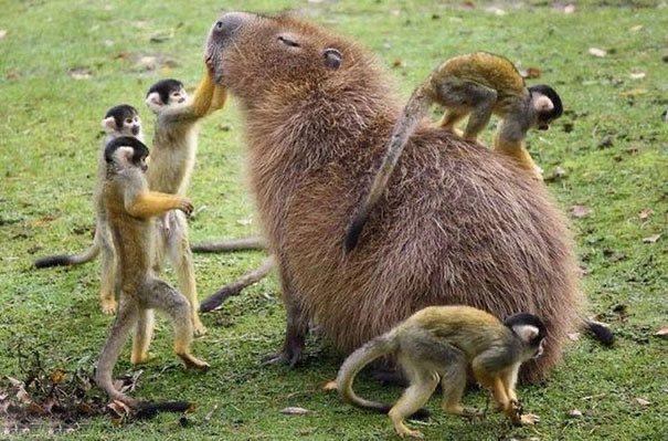 Thumbnail of www-x-com-capybara-man-status-1393956153344811009-cf453d1e3dfd48c8