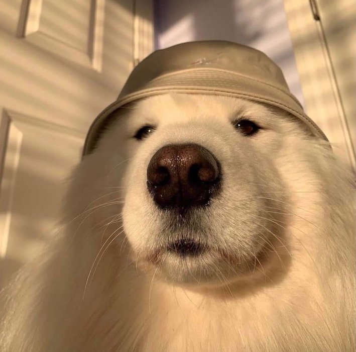 Thumbnail of www-x-com-not-dog-status-1740938326335799333-d15ba290f84a424e
