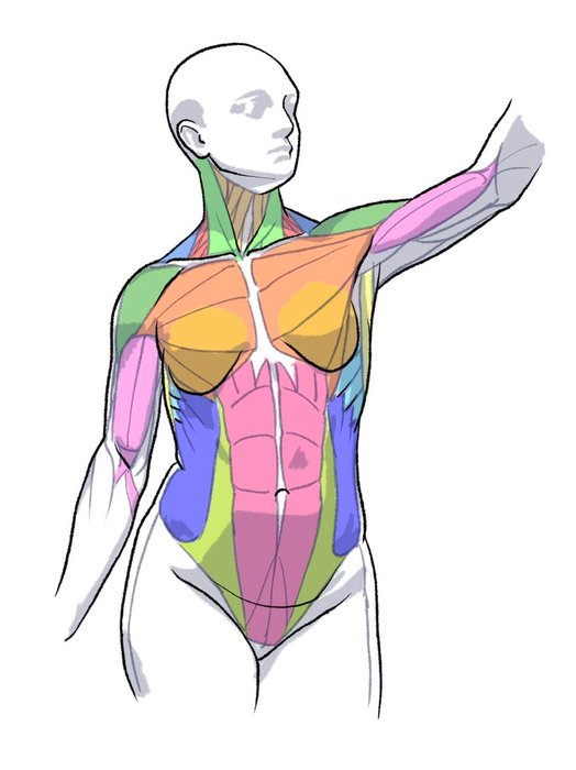 Thumbnail of www-x-com-kato-anatomy-status-1547529687353950209-d27e3d5e210e478b