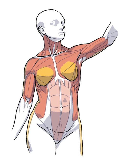 Thumbnail of www-x-com-kato-anatomy-status-1547529687353950209-d27e3d5e210e478b