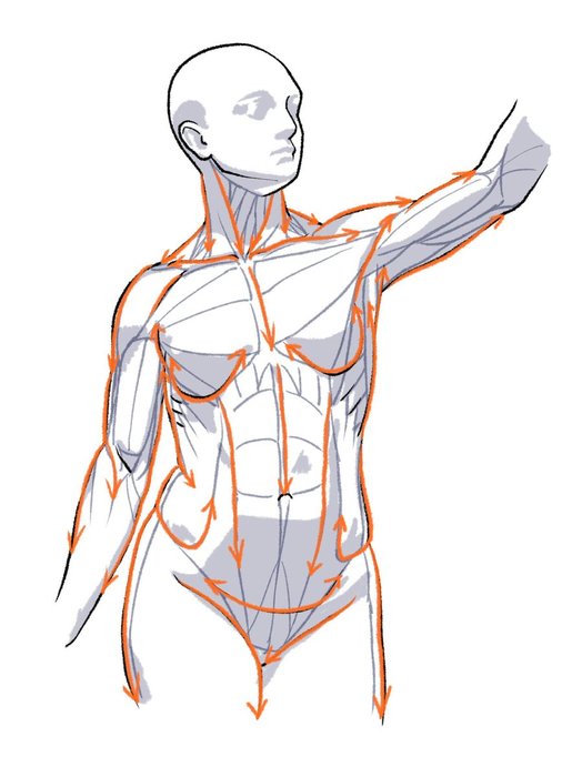 Thumbnail of www-x-com-kato-anatomy-status-1547529687353950209-d27e3d5e210e478b