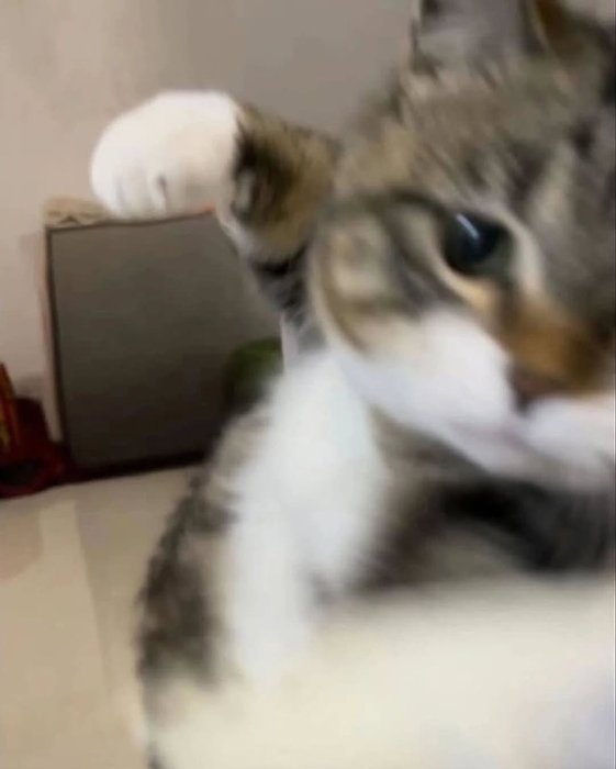 Thumbnail of www-x-com-catsillyness-status-1950886148819026081-d407c2081ed64b5b