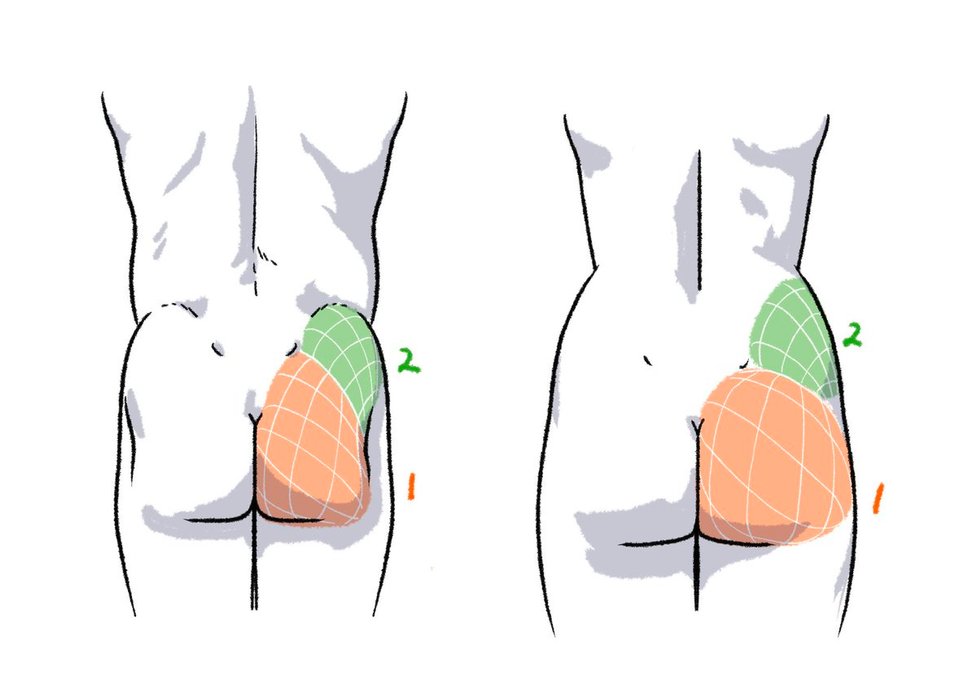 Thumbnail of www-x-com-kato-anatomy-status-1541185890726596609-d47a5fd9bafd4e80