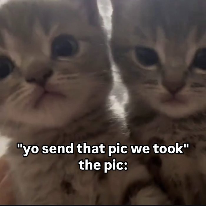 Thumbnail of www-x-com-catsillyness-status-1914404442163536227-da21104c42f84fb7