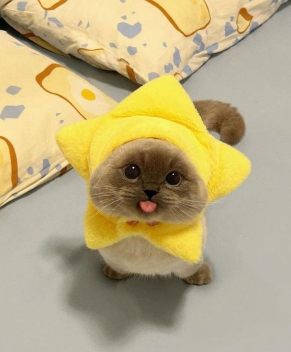 Thumbnail of www-x-com-nocontextscats-status-1949592634420564122-de84f3156e354a91