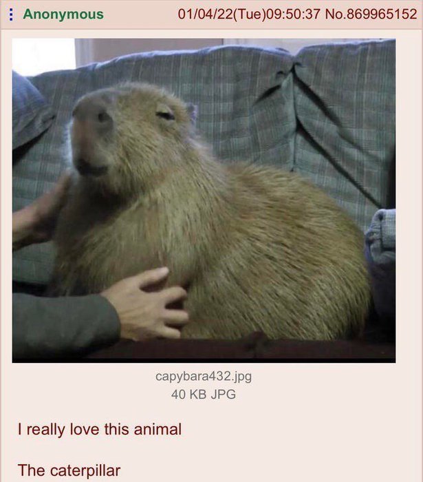 Thumbnail of www-x-com-capybaracountry-status-1483199855543521281-e103d3a156d248ad
