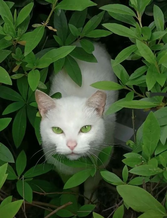 Thumbnail of www-x-com-greendreaams-status-1938953029429973235-e13de9d7939449f2