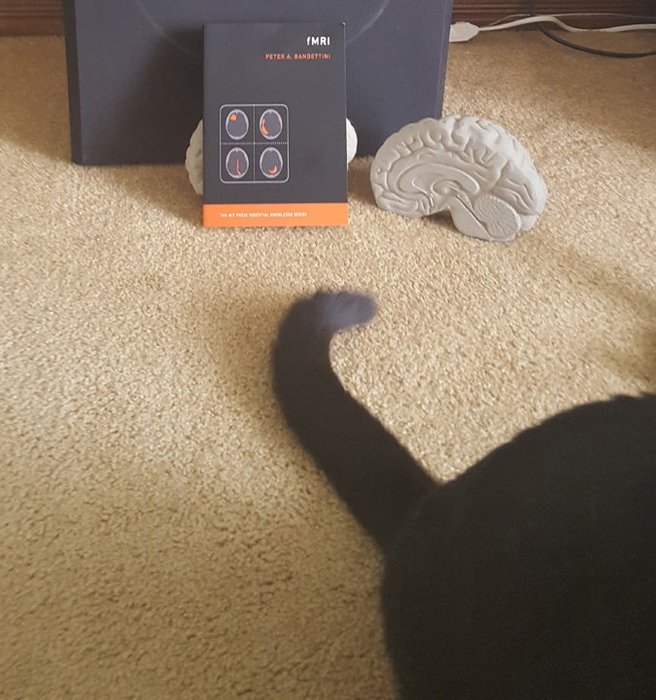 Thumbnail of www-x-com-neurocritic-status-1238309772794802178-e29ae1bd39ab468c