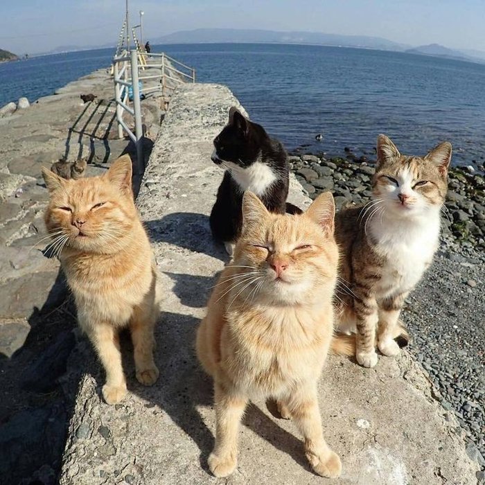 Thumbnail of www-x-com-shouldhavecat-status-1913868768259846333-e357b9087a1540df